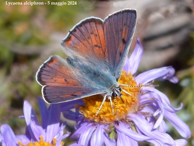 Monte Velino e Monti della Duchessa, le orchidee e la Natura  2024.